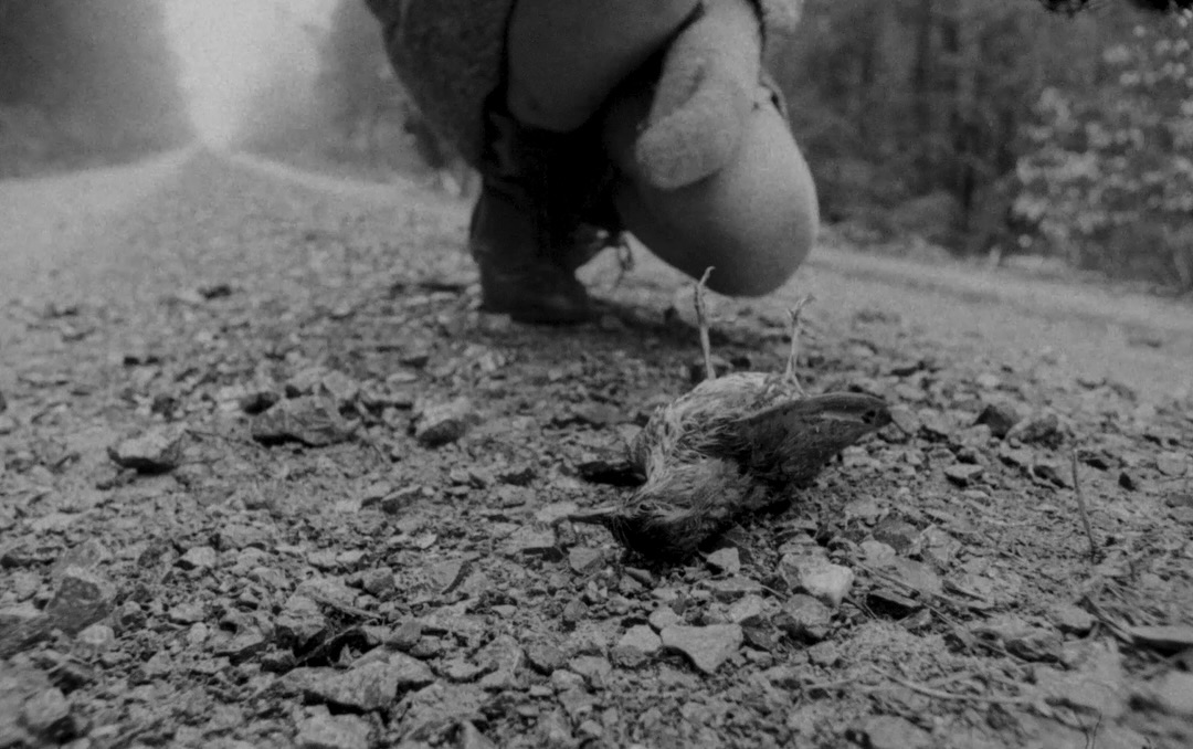 A dead bird on a forest road